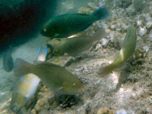 Blue-barred parrotfish Scarus ghobban