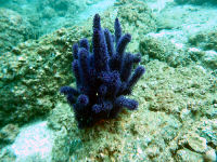 Blaue Koralle an den Sharm Rocks