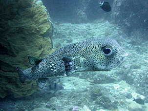 Spot-fin porcupinefish