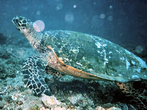 Meeresschildkröte vor Kenia