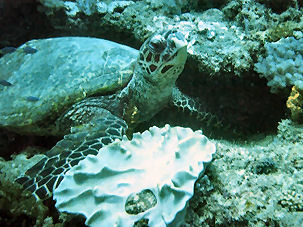 Meeresschildkröte vor Kenia