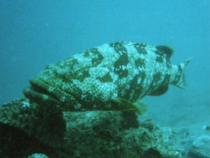 Brownmarbled Grouper