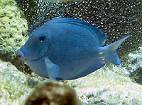Blue Tang Acanthurus coeruleus