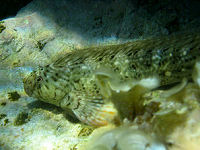 Schleimfisch Parablennius sanguinolentus