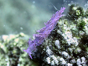 Violette Fadenschnecke (Flabellina affinis)