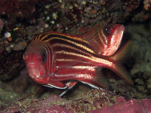 Roter Soldatenfisch Sargocentron rubrum