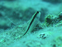 Streifenschleimfisch Parablennius rouxi