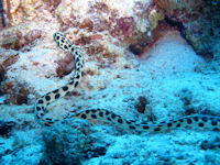 Tiger snake eel Myrichthys maculosus