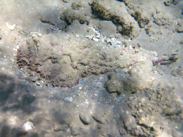 Steinfisch Synanceia verrucosa
