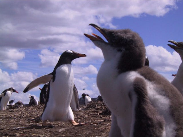 Pinguin Falkland Islands