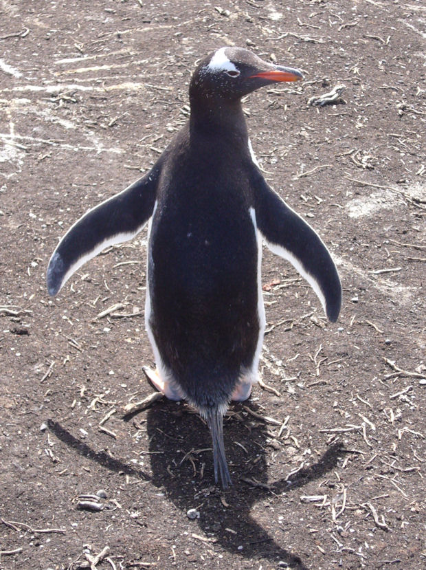Penguin Falkland Islands