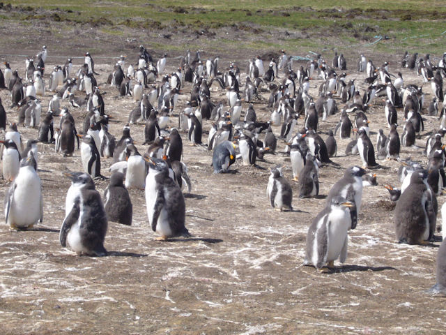 Pinguin Falkland Islands