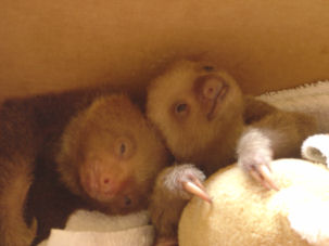 Sloth Sanctuary of Costa Rica