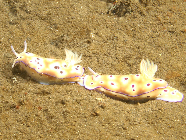 Goniobranchus leopardus