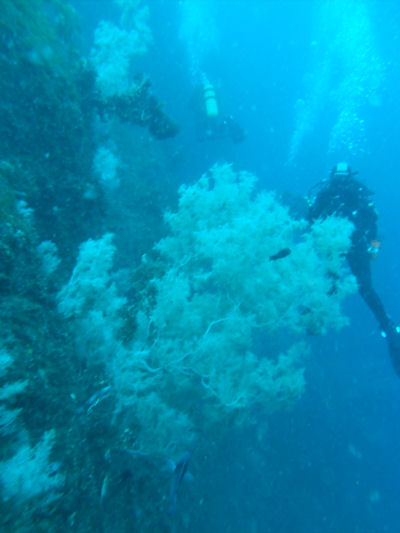 Schwarze Koralle Antipathella fiordensis