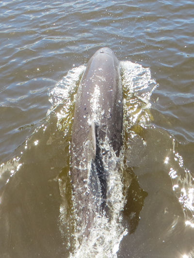 Delfin in den Everglades