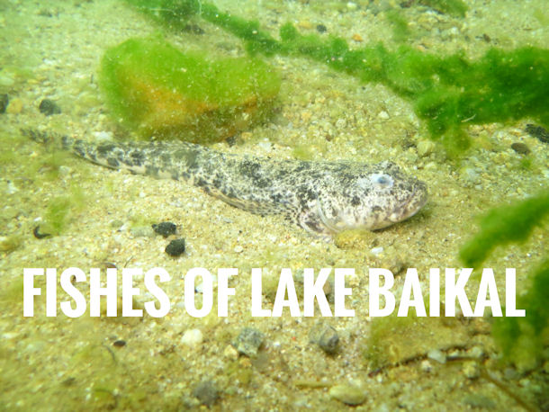 Fishes Of Lake Baikal   Unknown Id100 