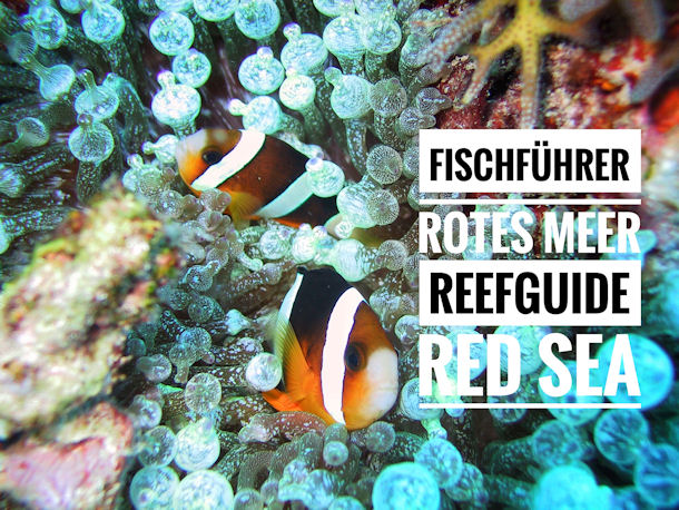 Fischführer Rotes Meer