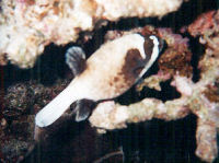 Masken-Kugelfisch Arothron diadematus